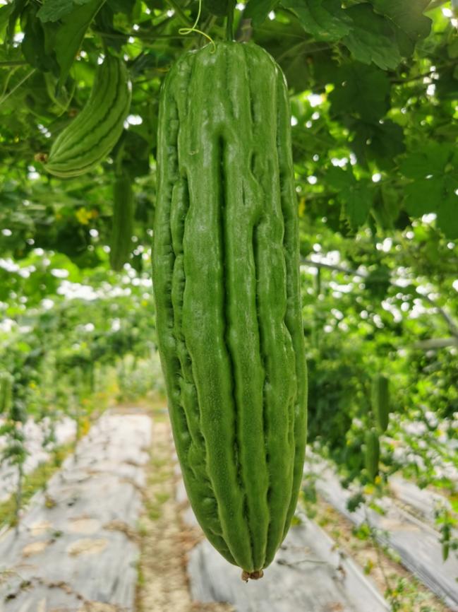 BY1055Y苦瓜（预告）