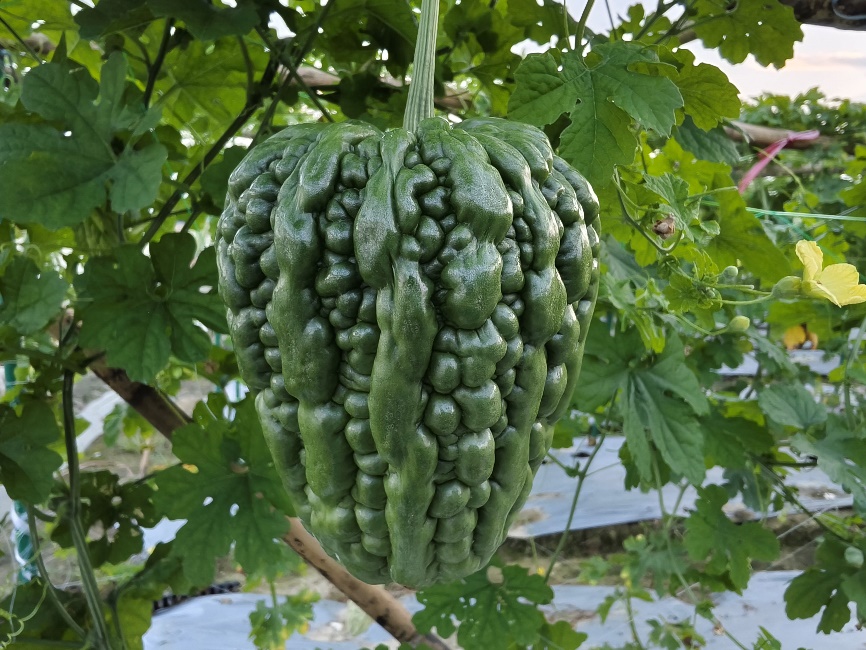 BY1068D苦瓜（预告）