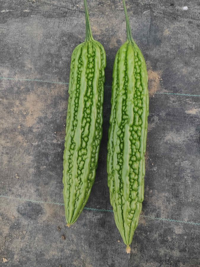 广良218苦瓜（预告）