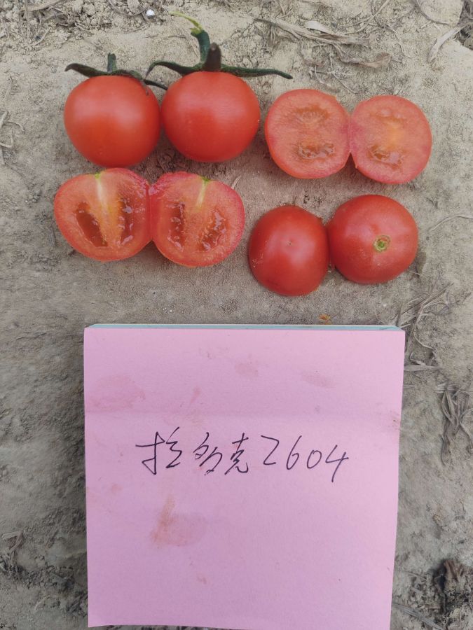 拉多克2604番茄（预告）