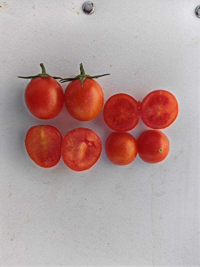 拉多克2609番茄（预告）