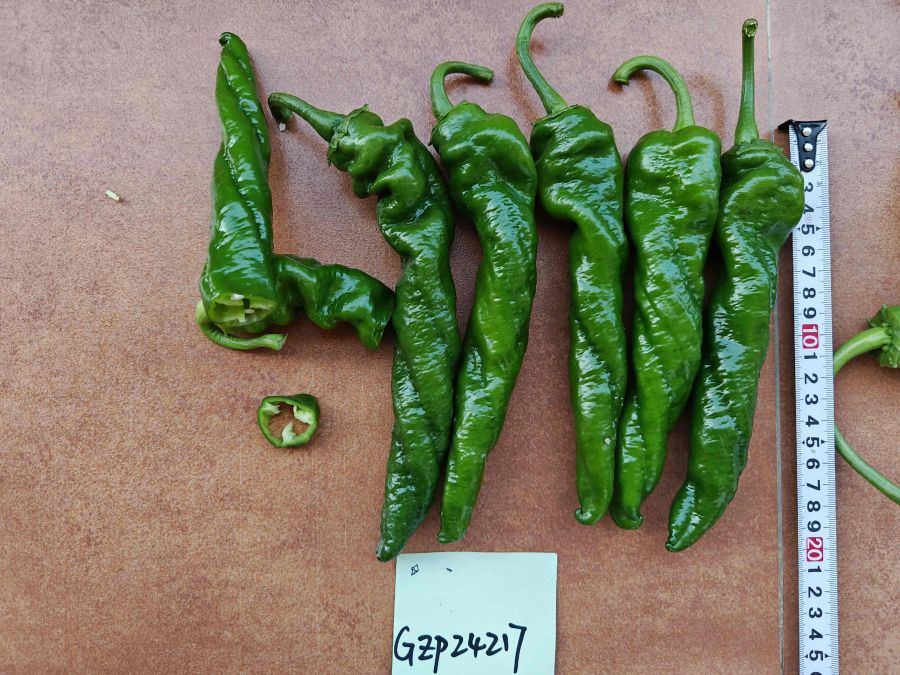 GZP24217辣椒(预告)