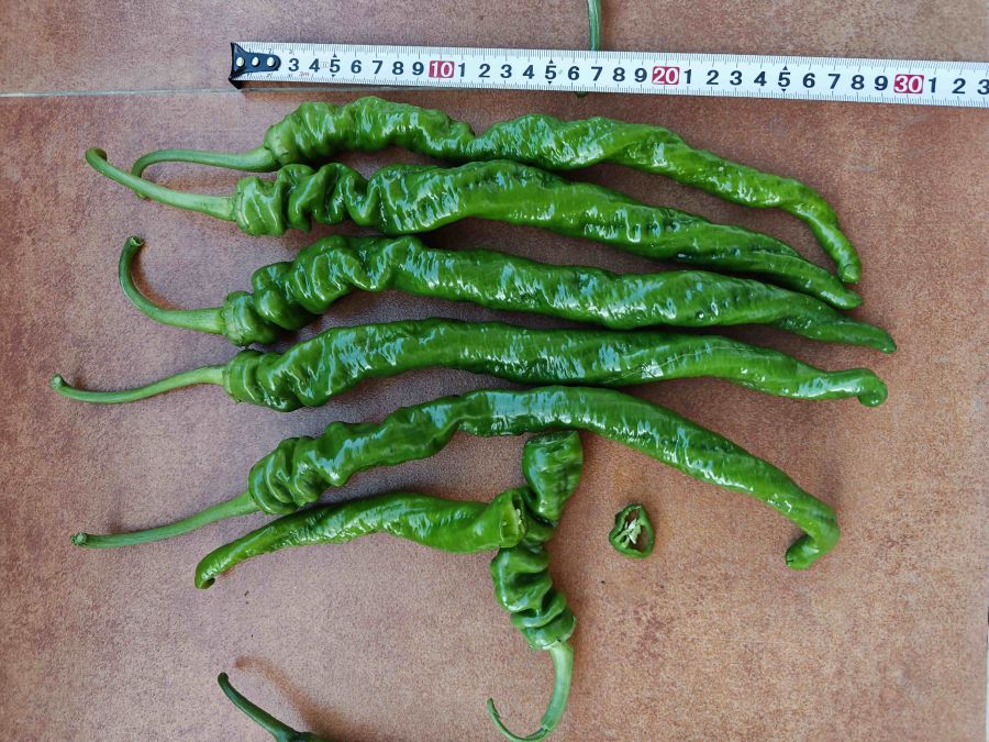 GZP25110辣椒（预告）