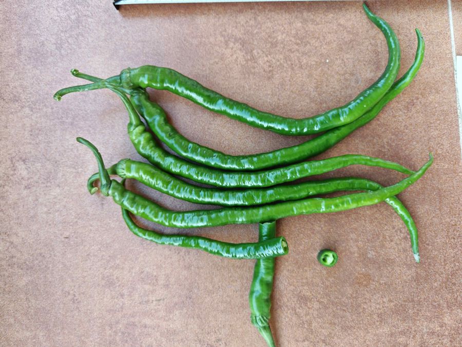 GZP25102辣椒（预告）