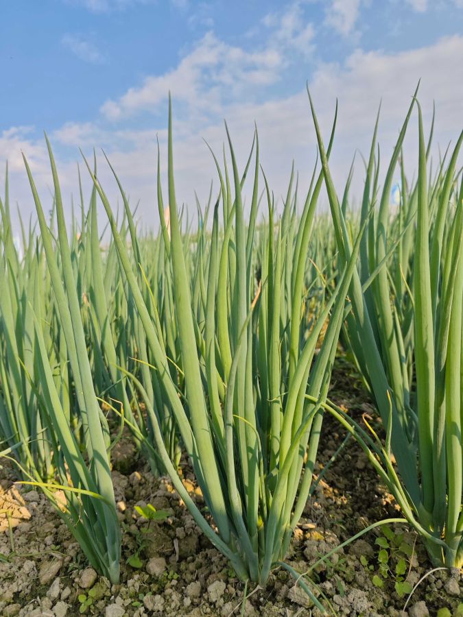 广良8018小葱（预告）