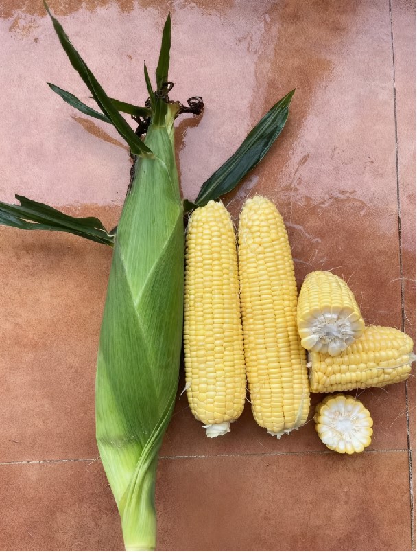 S202415055玉米（预告）