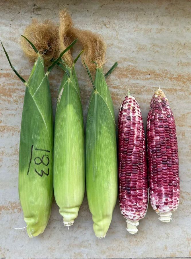 新组合20242WF183玉米（预告）