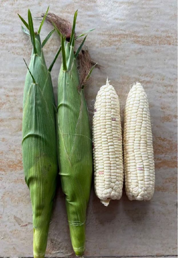 新组合20241WF060玉米（预告）