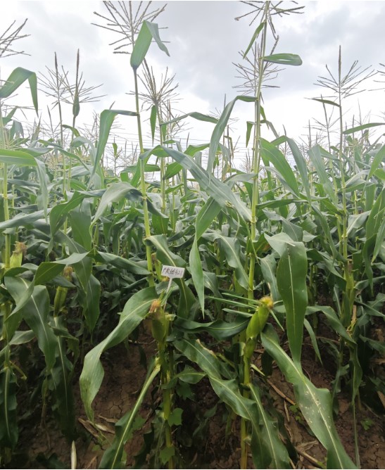 广良甜421玉米（预告）