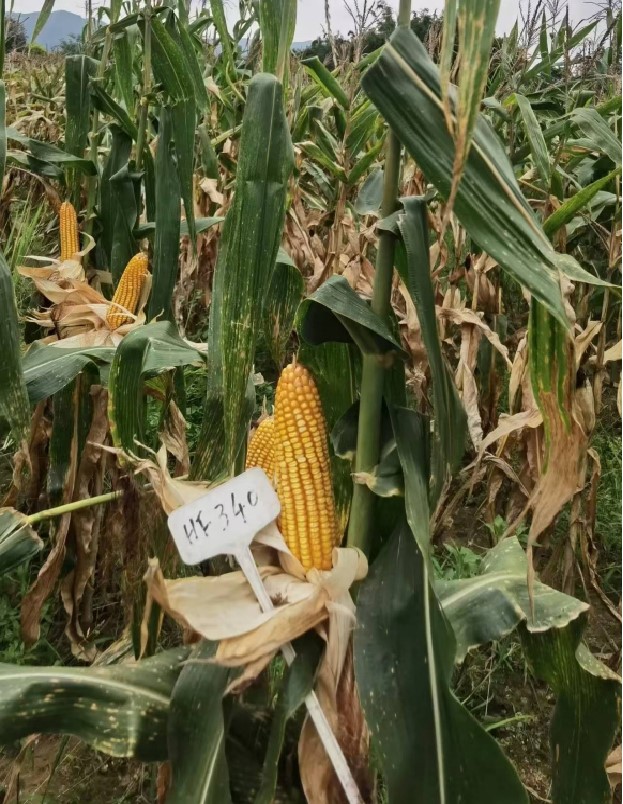 广良丰301玉米（预告）