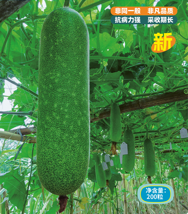 长身碧绿翡翠节瓜