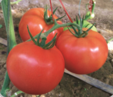 F1 Tomato Red Beauty No. 2 (TM03801)