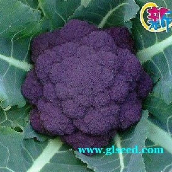 紫霞花椰菜