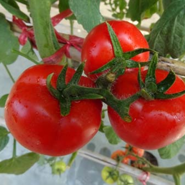 阿尔泰2092番茄(预告)