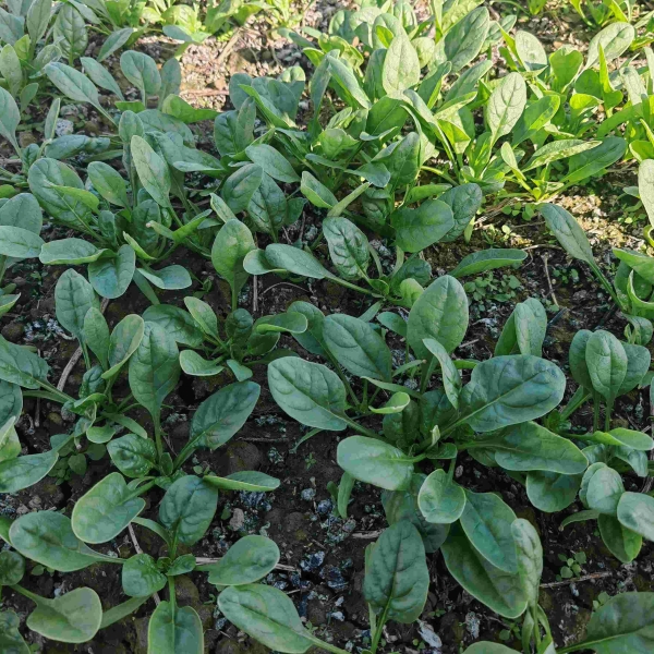 GL1670菠菜（预告）