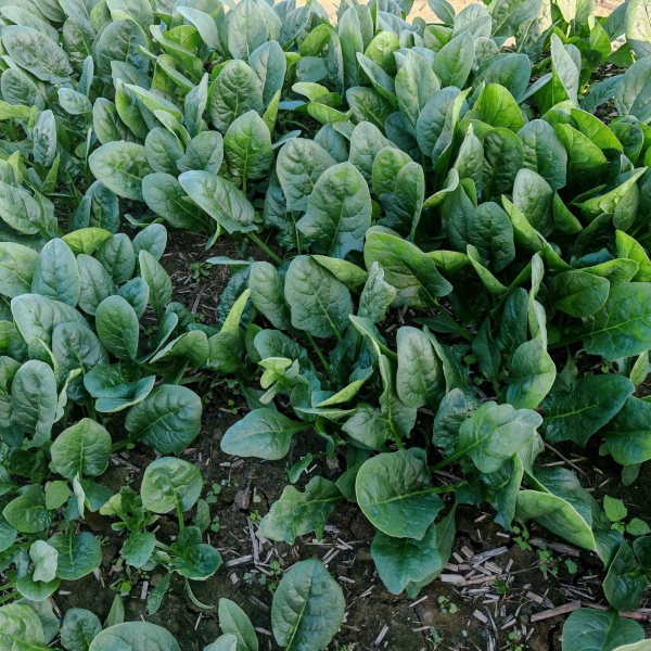 广良2288菠菜（预告）