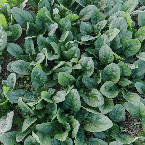 广良8215菠菜（预告）