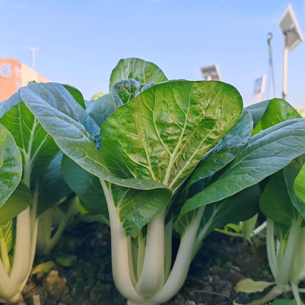 广良8号黑叶白菜（预告）