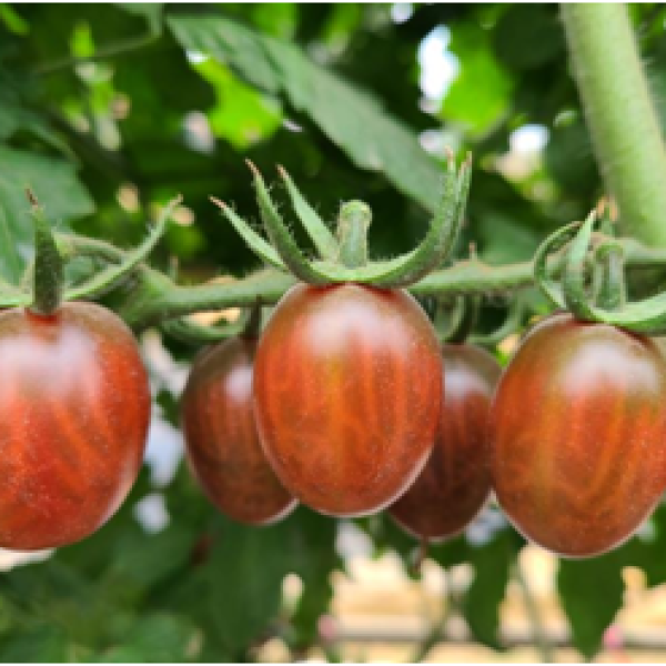 玛瑙1301（咖啡）番茄