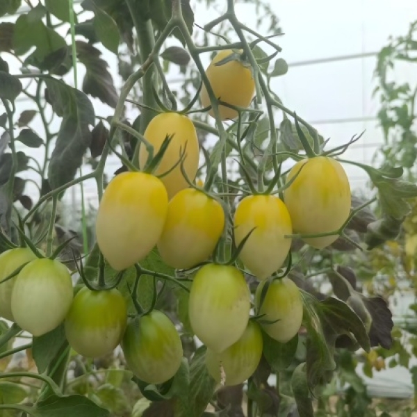广良百花玉番茄(预告)