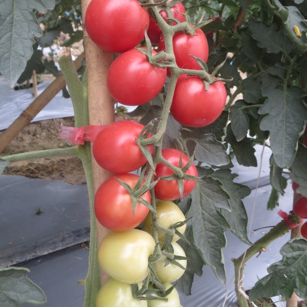 GZT25511番茄（预告）